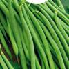 Dwarf French Filet beans Mangetout Argus