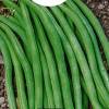 Dwarf French Filet beans Mangetout Novirex