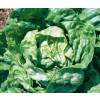 Lettuce, Appia