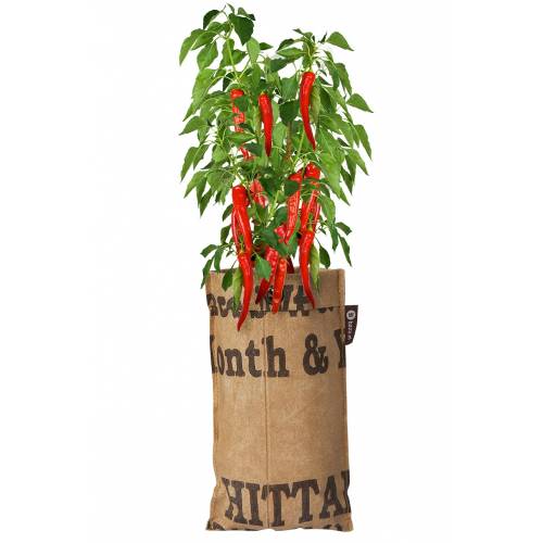 Hanging Growing Kit Chili Pepper buy Hanging Growing Kit Chili