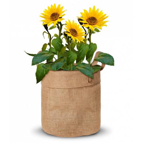 Growing kit Sunflowers buy Growing kit Sunflowers