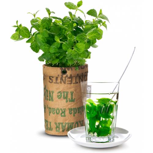 Tea Plants Growing Kit Mint buy Tea Plants Growing Kit
