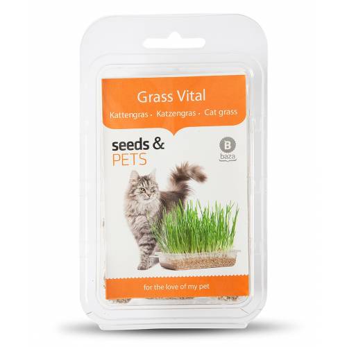 Cat Grass buy Cat Grass