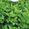 Perennial Oregano, Wild Marjoram (seeds)