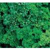 Parsley, Frizzy Dark Green (seeds)