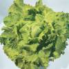 Lettuce, Batavia Pierre bnite