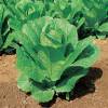 Lettuce, Romaine Chicon Charentes