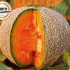 Melon, 'Sucrin de Tours'