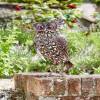 Luminous Decorative Animal - Owl