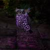 Luminous Decorative Animal - Owl