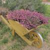 Decorative Wooden Wheelbarrow XL