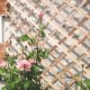 Expandable Wooden Trellis - 50 x 150 cm