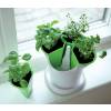Pot for aromatic plants - Green and White