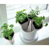 Pot for aromatic plants - Taupe and White