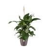 Brussels Diamond Round 18cm Grey Oyster - Elho