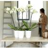 Brussels Orchid High D.12 cm - White - Elho