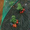 Anti birds net for vegetable garden - 2 x 5 m