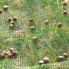 Harvest fruits net for orchard - 4 x 6 m