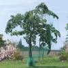 Anti birds net for fruit trees - 5x10 m