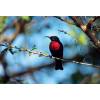 Outdoor Canvas Wall Art - Red Bird