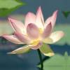 Outdoor Canvas Wall Art - Lotus