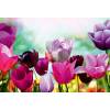 Outdoor Canvas Wall Art - Tulip