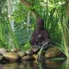 Garden Fountain SEMARANG - Ubbink