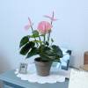 Artificial Plant - Pink Anthurium - MICA