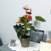 Artificial Plant - Red Anthurium - MICA