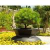 Flower Pot Balena - D100 x H.65cm - Anthracite