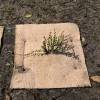 Square mulch-fabric Wood-Jute