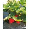 Strawberry Mulch film 50 microns - 1m40 x 750m