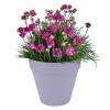 Loft Urban Round  D.30 H.26 Lilac lavender Elho