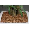 Coloured Wood Shavings - Brown