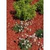 Coloured Wood Shavings - Red