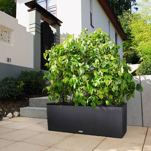 Lechuza Trio Cottage 30 All-in-One Set ab 105,29 € | Preisvergleich bei