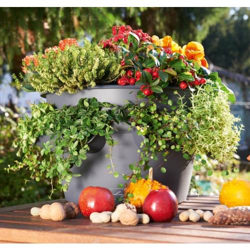 Cascada Color Lechuza Buy Cascada Color Lechuza Here at lechuza winery we strive to offer the best hospitality in the valley. cascada color lechuza buy cascada