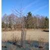 Protective Netting For Trees