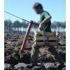 Planting cane - planting tube  75 mm