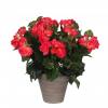 Artificial Plant - Pink Begonia - MICA