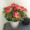 Artificial Plant - Pink Begonia - MICA