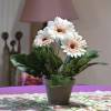 Artificial Plant - Creamy Gerbera - MICA