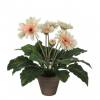 Artificial Plant - Creamy Gerbera - MICA