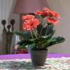 Artificial Plant - Pink Gerbera - MICA