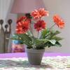 Artificial Plant - Red Gerbera - MICA