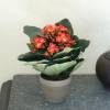 Artificial Plant - Orange Kalanchoe - MICA