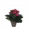 Artificial Plant - Purple Kalanchoe - MICA