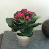 Artificial Plant - Purple Kalanchoe - MICA