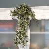 Artificial Plant - Variegated Green Ivy - MICA