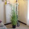 Artificial Plant - Variegated Grass Pom Pom - MICA